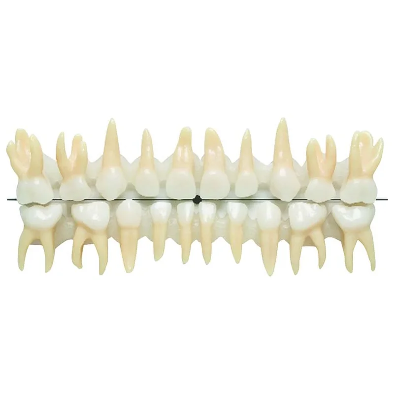 denta-tec-120260710212152691877