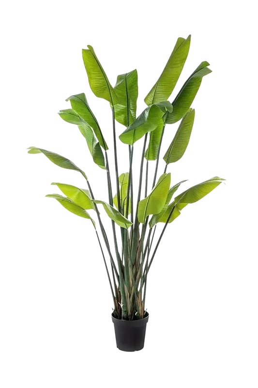 denta-tec-120260711031610748091