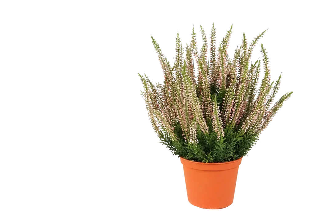 denta-tec-120260711034326751184