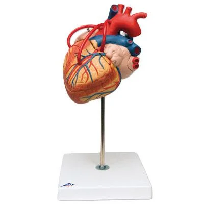 doccheckshop20260710181103653564